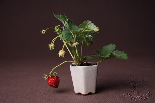 sastanawiam sie ci pare "kwiatow" obconc...co wy nato?