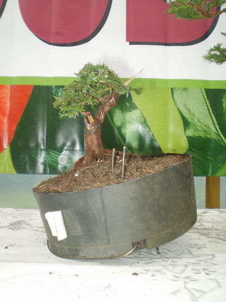 Drzewko - ÂŁukasza Grochowskiego