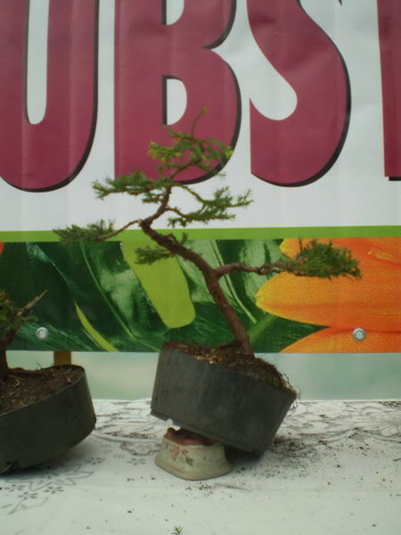 WINNER - Drzewko Marcina Gajweskiego