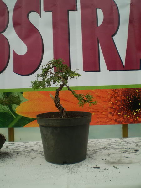 Drzewko MArcina Popka