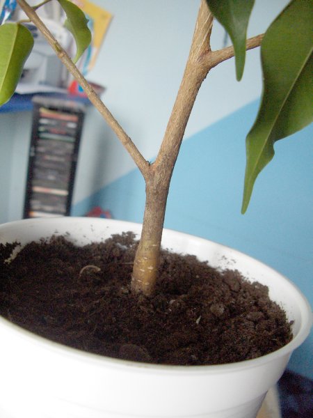 odseparowane jedna gaÂłÂąÂź