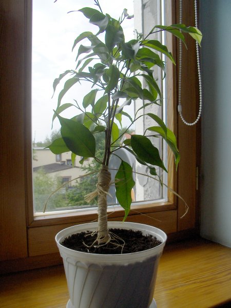 ZwiÂązane rafiÂą 3 gaÂłÂązki