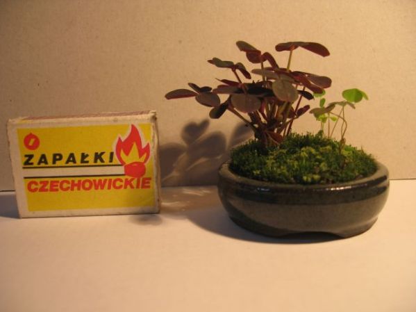 Oto dzisiejsze foto. DodaÂłem pudeÂłko zapaÂłek dla zobrazowania wielkoÂści.