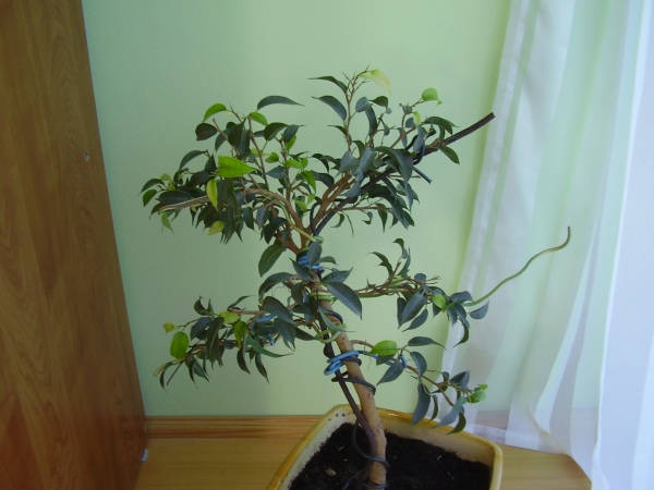 ficus natasha1.JPG