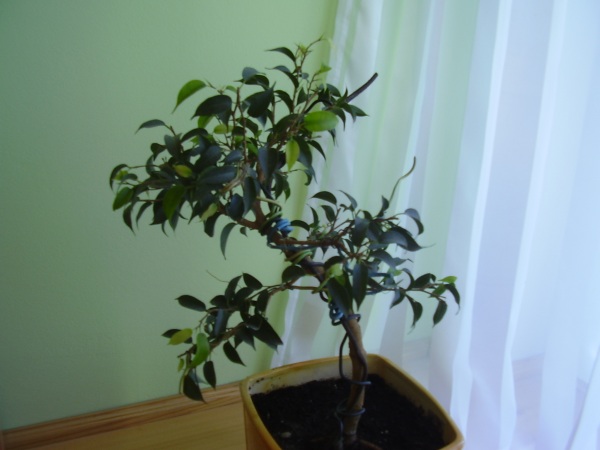 ficus natasha2.JPG