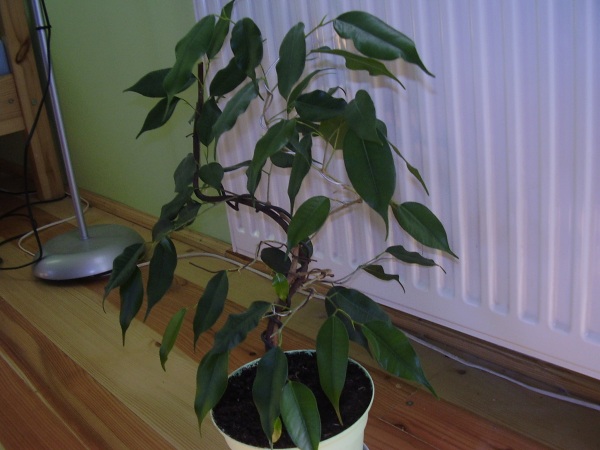 ficus benjamin3.JPG