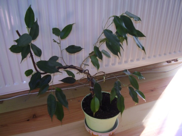 ficus benjamin2.JPG