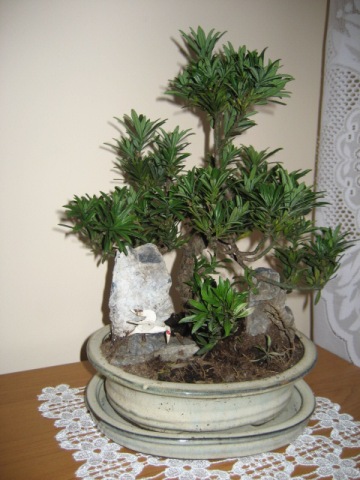 Tak wyglÂąda mĂłj podocarpus