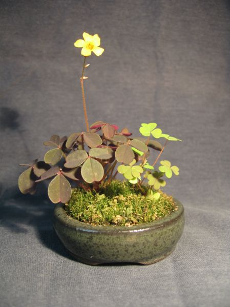 Moje kusamono zakwitÂło! :D