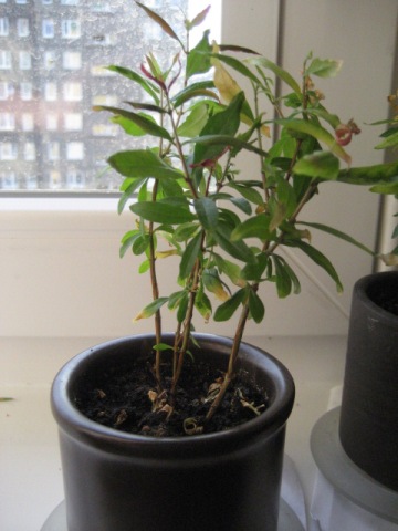 Granat2 07-07-08.jpg