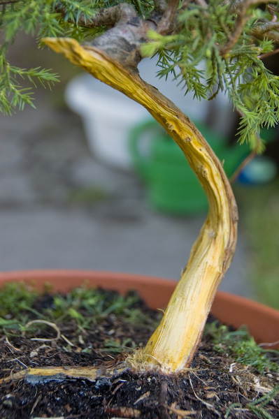 Po wyjajcowaniu shari