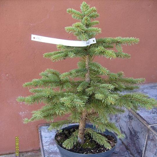 przed pierwszym cięciem