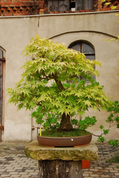 Klon palmowy z Daglezji