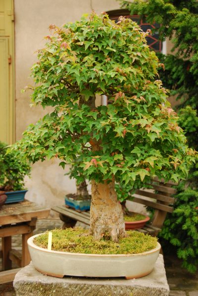 Klon Burgera z Daglezji