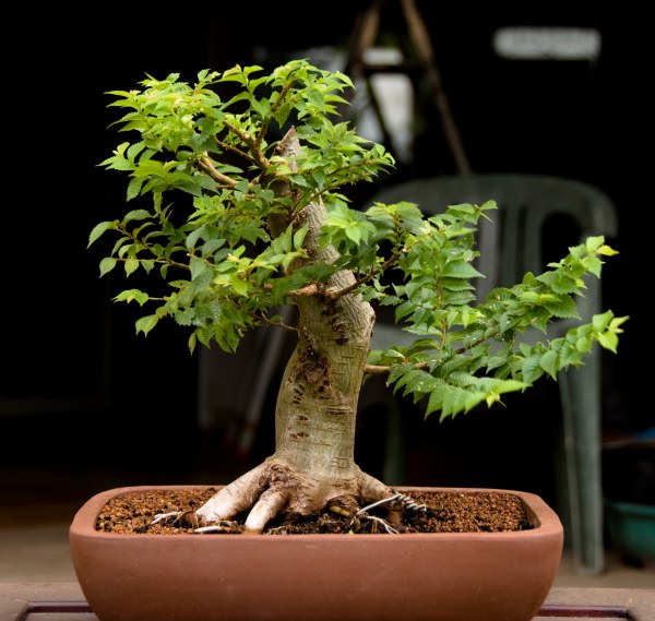 W tym roku wykopany z ogrodu - ogołocony z wszystkich konarów - wszystkie konary są tegoroczne. Wstępna selekcja konarów - jesienią zapowiada się drutowanie - przyszły sezon to formowanie wierzchołka.