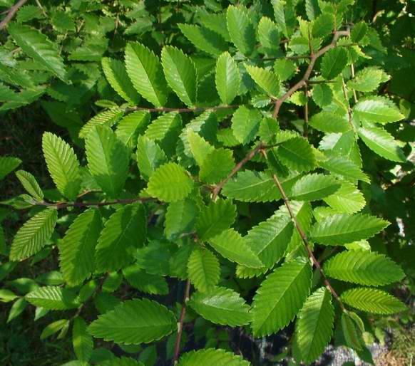 Hemiptelea davidii widok na układ gałązek.