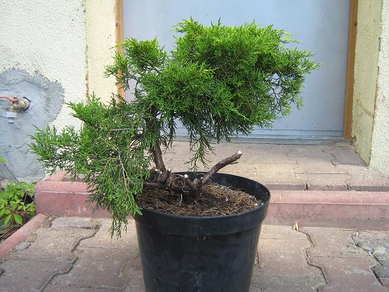 Podczas formowania po odsłonięciu pnia...