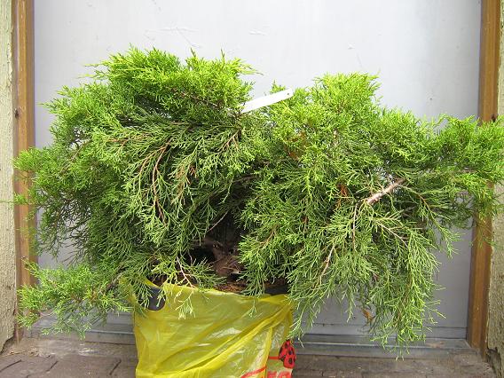 Jałowiec Damiana przed spotkaniem.