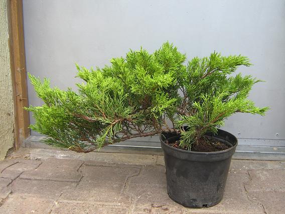 Jałowiec Krzysztofa przed...