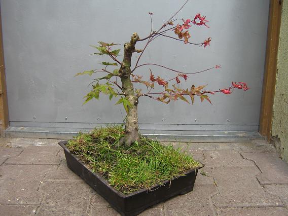 I po przycięciu przez Karola... :razz: