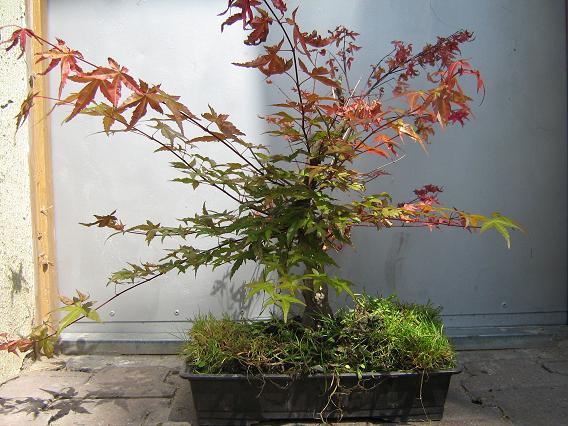 Klon palmowy Kamila przed spotkaniem...