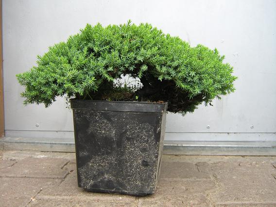 Jałowiec procumbens nana Sebastiana :)