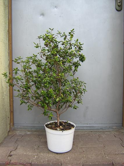 Azalka Karola przed spotkaniem...