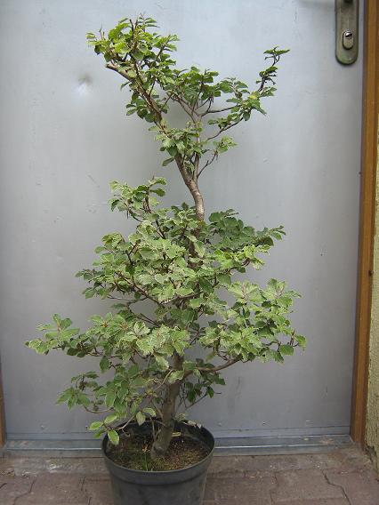 Buk Wojtka przed spotkaniem...