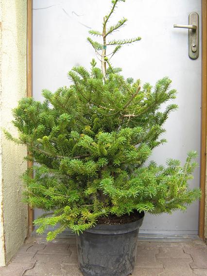 Jodła koreańska Grzegorza przed...