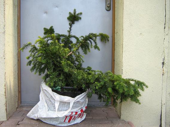 Mój cis przed spotkaniem...