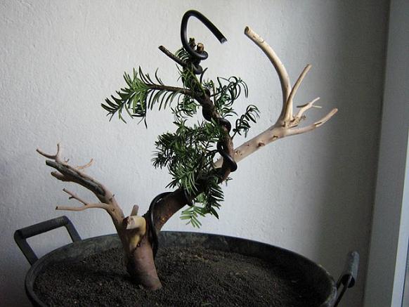 Po okorowaniu i pomalowaniu płynem do jin