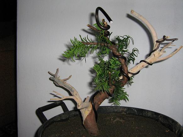 Wygięcie jednej części jina i lekka poprawa gięcia pnia, ale tego niestety nie widać...