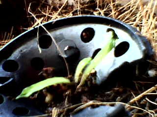 tutaj widać uschnietą pułapkę i liść który zaczyna także usychac chyba usychać bo nie jest on suchy tylko się zwija i czarnieje