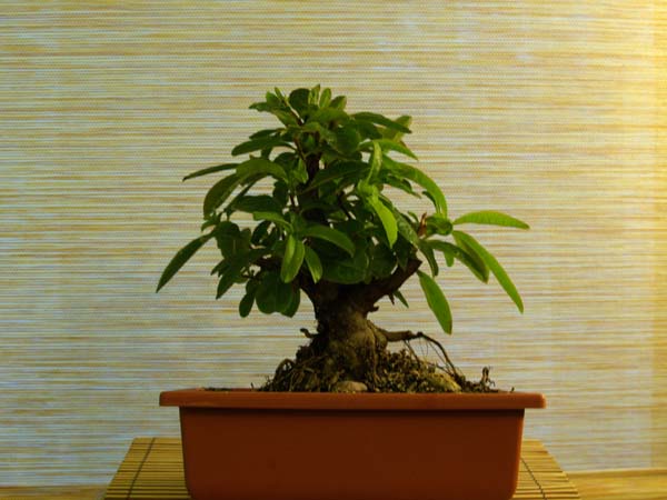 azalka na dzień dzisiejszy - ok 17 miesięcy od zakupu