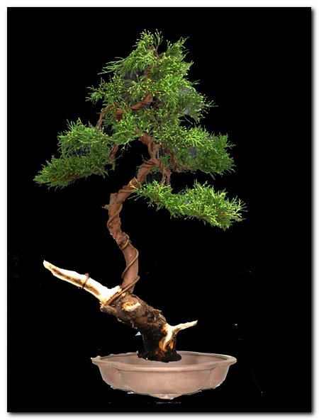 wirt - bardziej dla pokazania wyraźniejszego kształtu rośliny