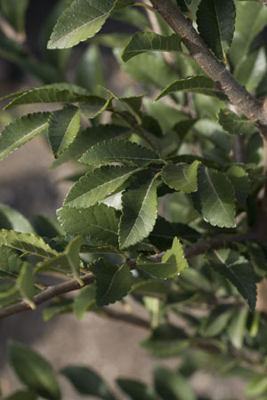 Ulmus parvifolia