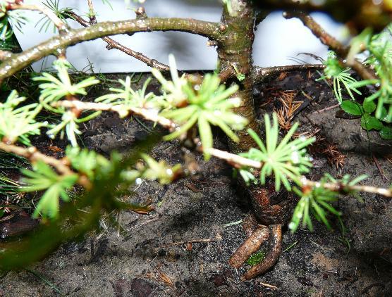 Ma ładne duże korzenie na szczęście ani jeden palowy :)