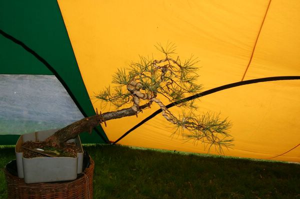 sosnamarek [800x600] [640x480].JPG