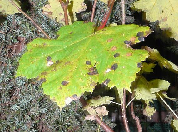 Choroba liści :(