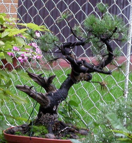 widok mugo z innego kąta