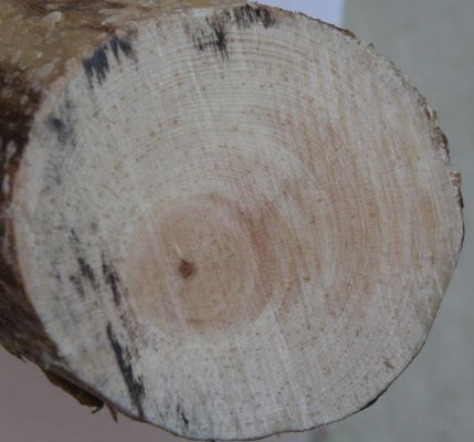 Dla cierpliwych słoje do policzenia