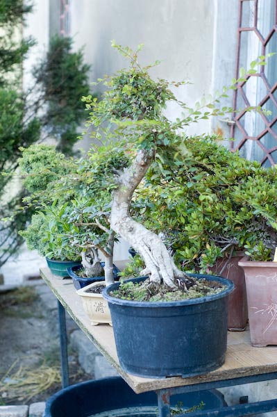 Za 2 snickersy można było kupić takiego wiąza