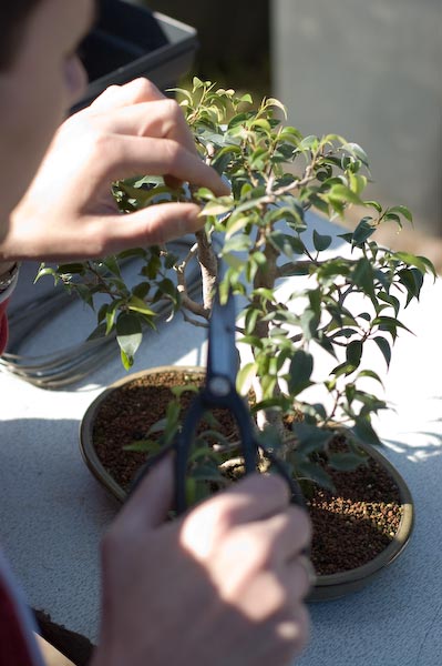 Szymon przy pracy nad fikusem