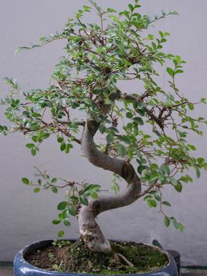 Rotation of PA010006.JPG