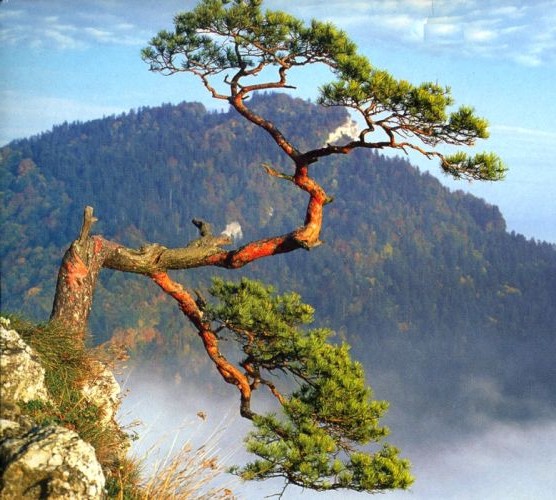 Sosna na Sokolicy 2.jpg