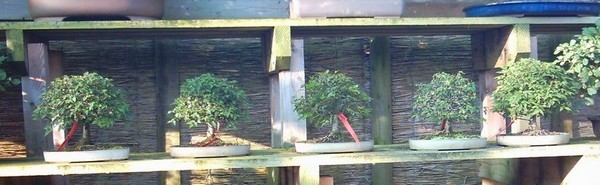 Oto indoory w Belgii w znanym centrum Ginkgo. Wystarczylo je przełożyć do ładniejszej doniczki ktora komponuje sie z kształtem rosliny i co sie stało..... roslina jest warta ponad 100 EURO. Wiec jedyne ograniczenie to tylko nasza wyobraznia na temat sztuki bonsai.