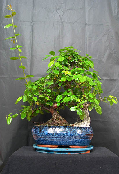 Aktualny wygląd drzewka