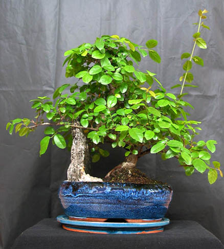 Aktualny wygląd drzewka