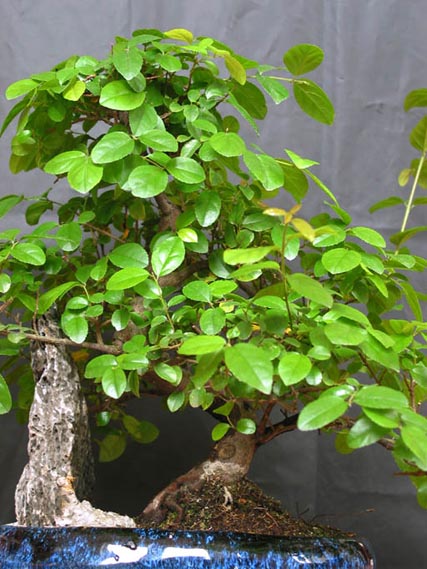 Aktualny wygląd drzewka