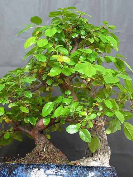 Aktualny wygląd drzewka